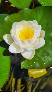 lotus by Dan Hewett