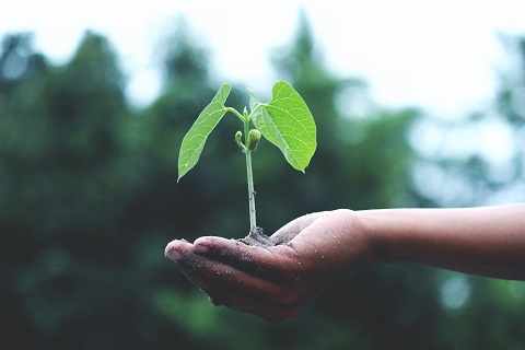 Photo by Akil Mazumder: https://www.pexels.com/photo/person-holding-a-green-plant-1072824/