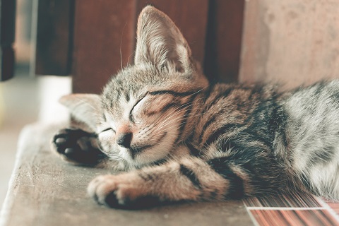 Photo by Ihsan Adityawarman: https://www.pexels.com/photo/close-up-photography-of-sleeping-tabby-cat-1056251/