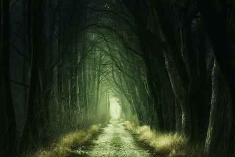 Photo by Johannes Plenio: https://www.pexels.com/photo/tree-tunnel-at-daytime-1165982/