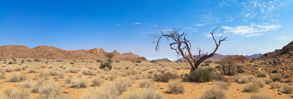 Photo by Pixabay: https://www.pexels.com/photo/africa-arid-barren-bush-259526/