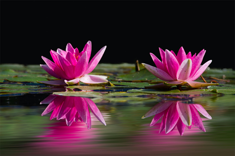 Photo by Pixabay: https://www.pexels.com/photo/two-lotus-flowers-surrounded-by-pods-above-water-46231/