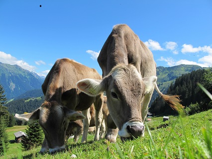 Photo by Pixabay: https://www.pexels.com/photo/animals-cattle-countryside-cows-64231/